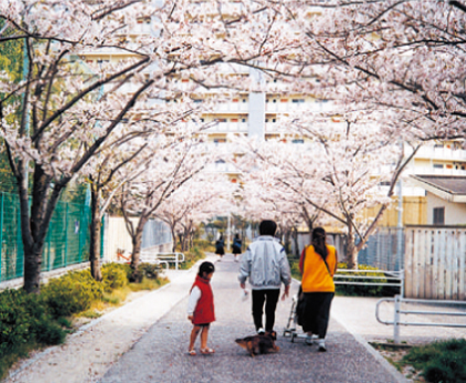 香椎浜１丁目の桜並木の画像1